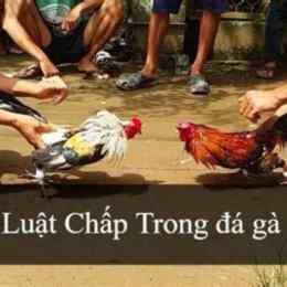 cách chấp trong đá gà