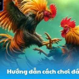 cách chơi đá gà mạng