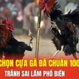 cách chọn gà đá cựa hay