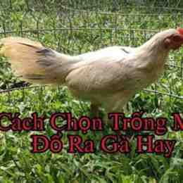 cách chọn gà mái đá của