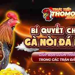 cách chọn gà nòi đá hay