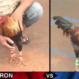 cách đá gà mạng luôn thắng