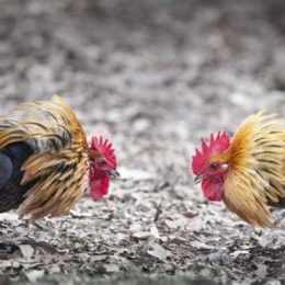 cách đổ gà đá cựa hay