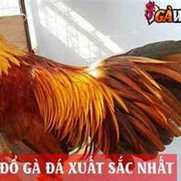 cach do ga da