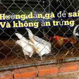 cách đổ gà tre đá