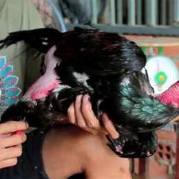 cách hớt lông gà đá