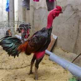 cách làm cho da gà chọi đỏ và dày