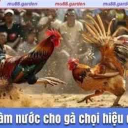 cách làm nước cho gà khi đá