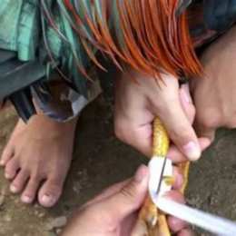 cách lên cựa gà đá thomo