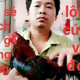 cách nuôi gà đá bóng lông