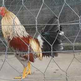 cách nuôi gà đá độ
