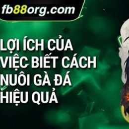 cách nuôi gà đá hiệu quả