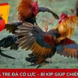 cach nuoi ga tre da sung