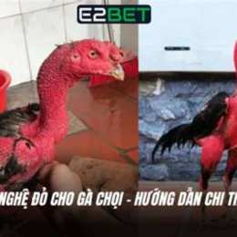 cách pha nghệ đỏ cho gà đá