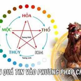 cách phân biệt màu mạng gà đá