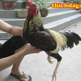 cách tập the lực cho gà đá cựa sắt