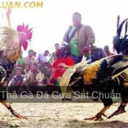 cách thả gà đá cựa sắt