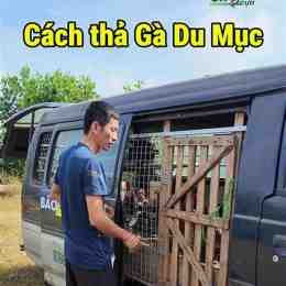 cách thả gà đá