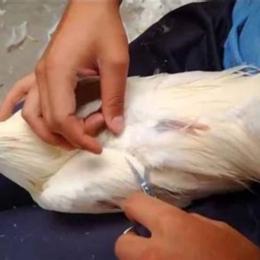 cách tỉa lông gà đá