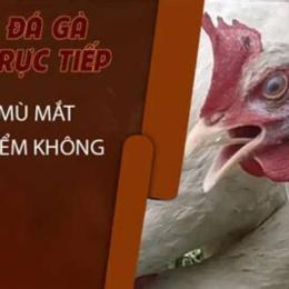 cách trị gà đá bị hóc