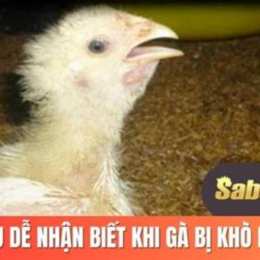 cách trị gà đã bị khò khè