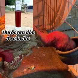 cách trị tang gà đá