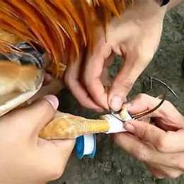 cách trồng cựa sắt cho gà đá