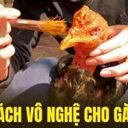 cách vô nghệ cho gà đá cựa sắt