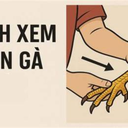 cách xem chân gà đá hay