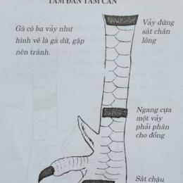 cách xem gà đá cựa sắt