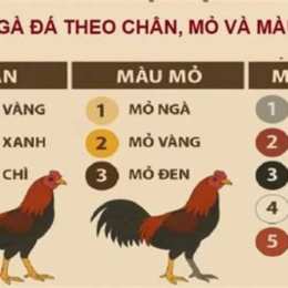 cách xem màu gà đá