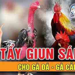 cách xổ lãi cho gà đá