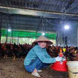 cần tìm người nuôi gà đá