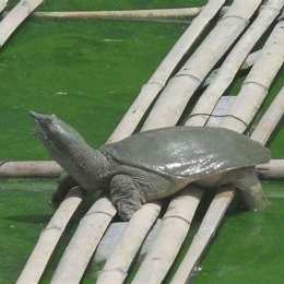 cẳng vịt thịt gà da trâu đầu rắn là con gì