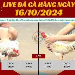 casino 999 đá gà trực tiếp thomo