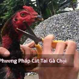 cat tai da ga loltruyenky
