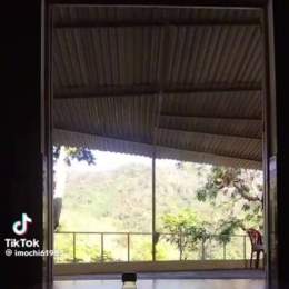 cậu điều đá gà