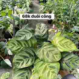 cây lá đắng mật gấu
