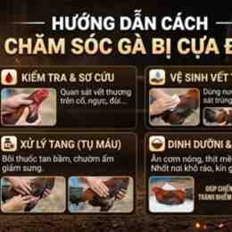 cham soc ga da cua sat