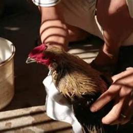 chăm sóc gà sau khi đá về