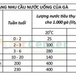 chế độ gà chuẩn bị đá