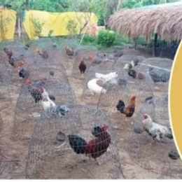 chế độ nuôi gà đá cựa sắt