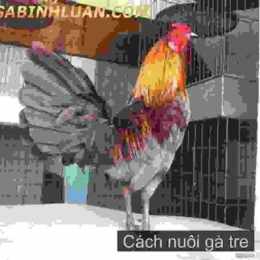 chế độ nuôi gà tre đá