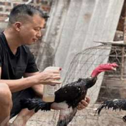 chế độ nuôi gà trước khi đá