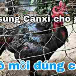 chế độ vô mồi cho gà đá