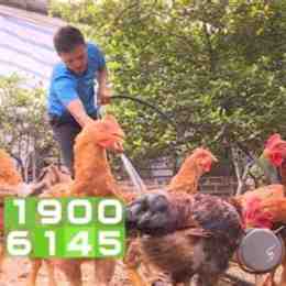 chó ăn đá, gà ăn sỏi