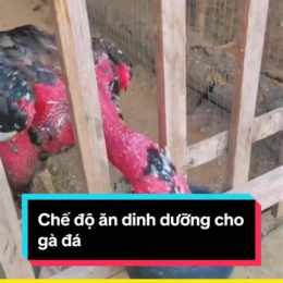 cho gà đá ăn cà chua có tác dụng gì