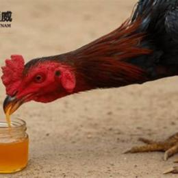 cho gà đá uống mật ong