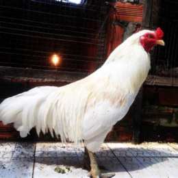 chợ tốt gà đá an giang đẳng cấp