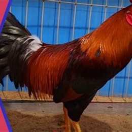 cho tốt gà đá hóc môn